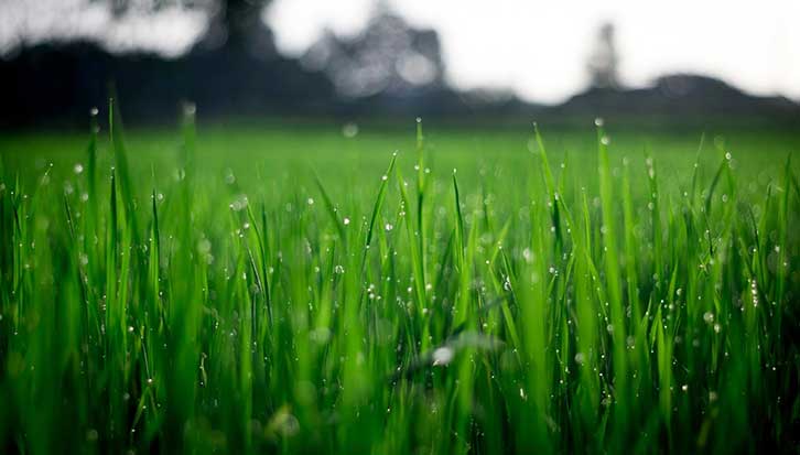 Best Fertilizer for Ryegrass Reviews & Buying Guide