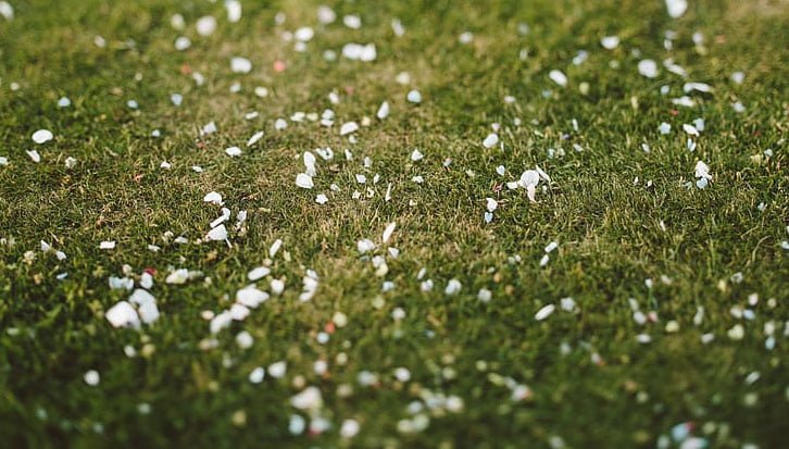 Best Weed and Feed for Bermuda Grass