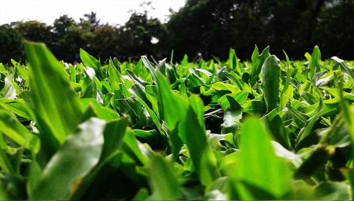 Best Crabgrass Killer