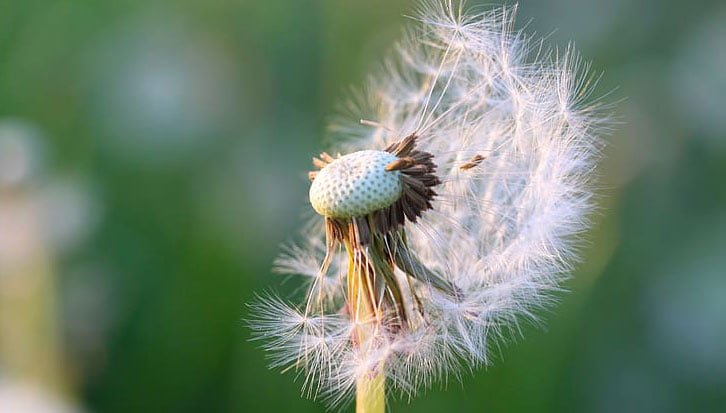 Best Dandelion Killer