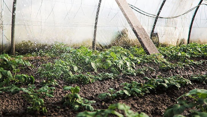 Best Weed and Feed for Lawn