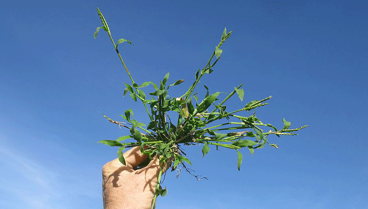 Best Weed and Feed for Spring