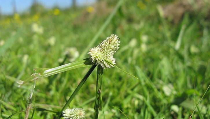 Best Weed Killer for Lawns