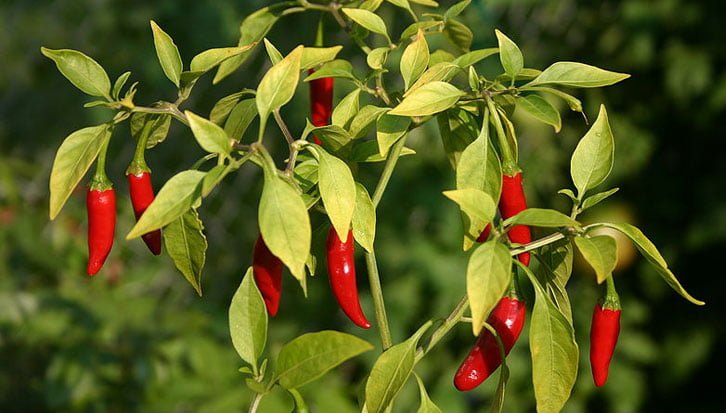 How To Grow Pepper At Home