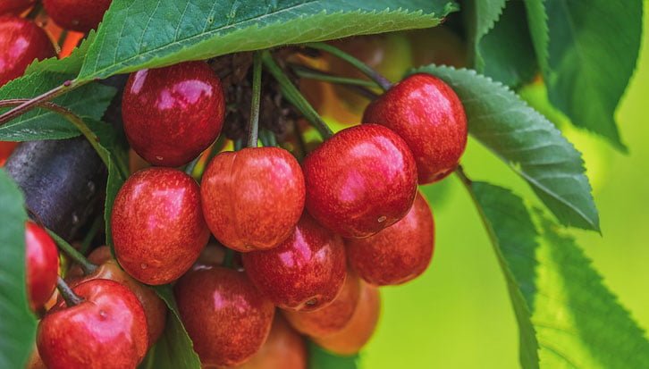 best soil for cherry trees