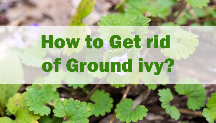 how to get rid of ground ivy
