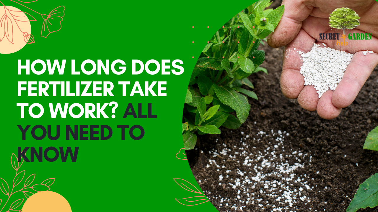 How Long Does Fertilizer Take to Work