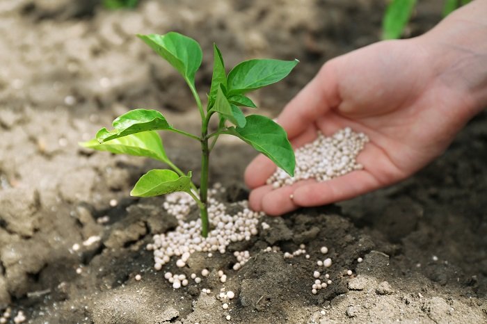 What do you need to know regarding Synthetic Fertilizers