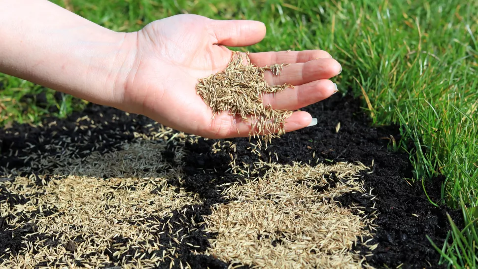 How to Apply Lawn Seed and Fertilizer at the Same Time