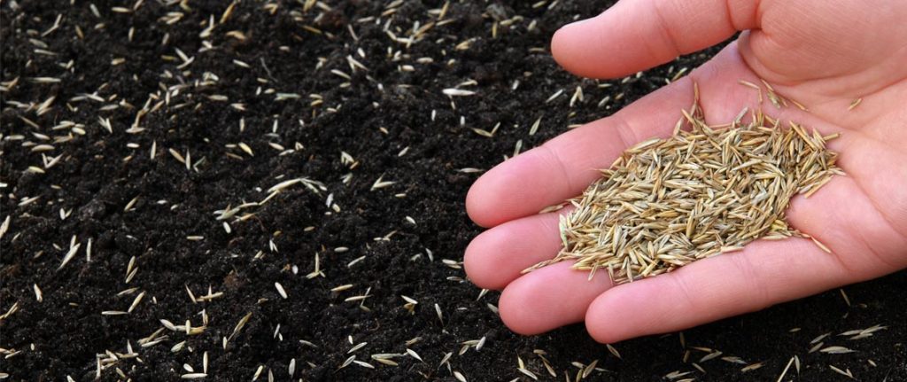 How to Combine Grass Seeds with Fertilizer