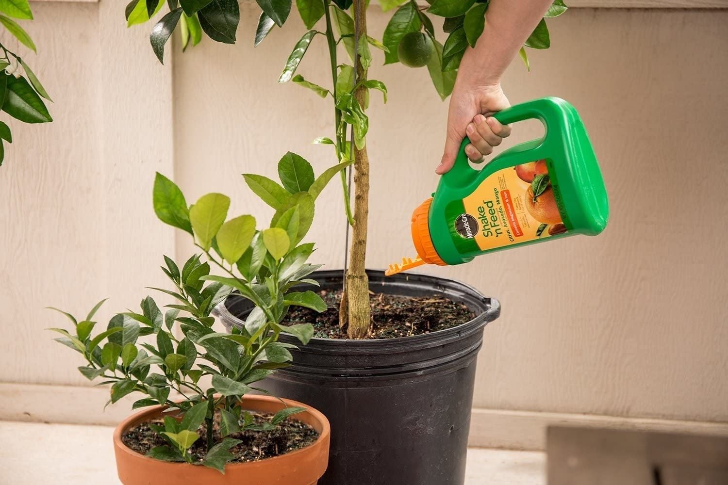 Orange Tree Fertilizer