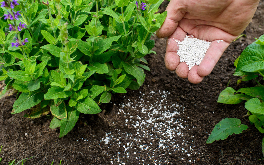 What are the Best Fertilizers for Your Garden