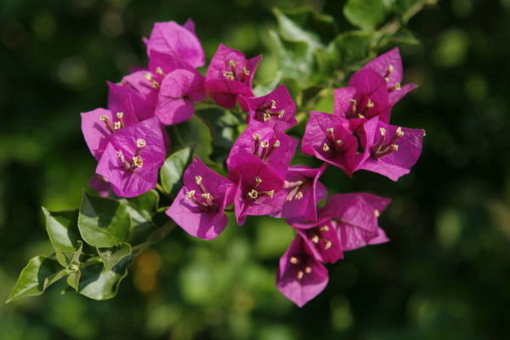 When and How Should You Fertilize Your Bougainvillea