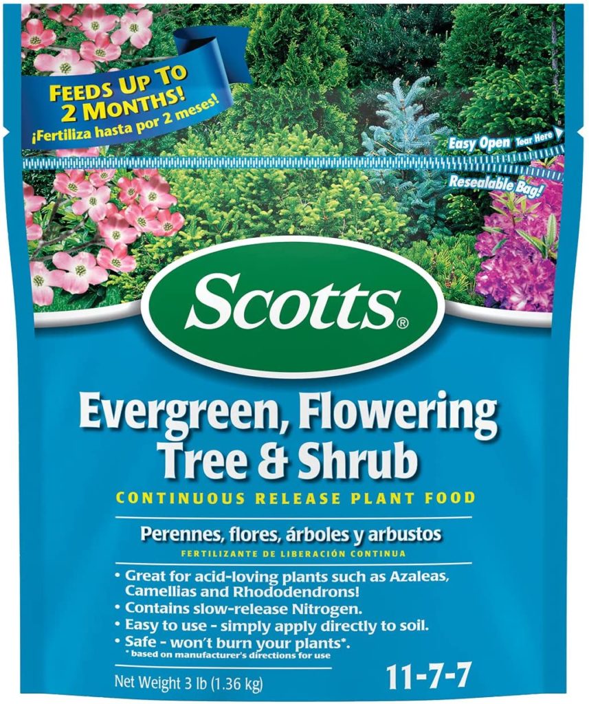 Scotts Evergreen Flowering Tree & Shrub