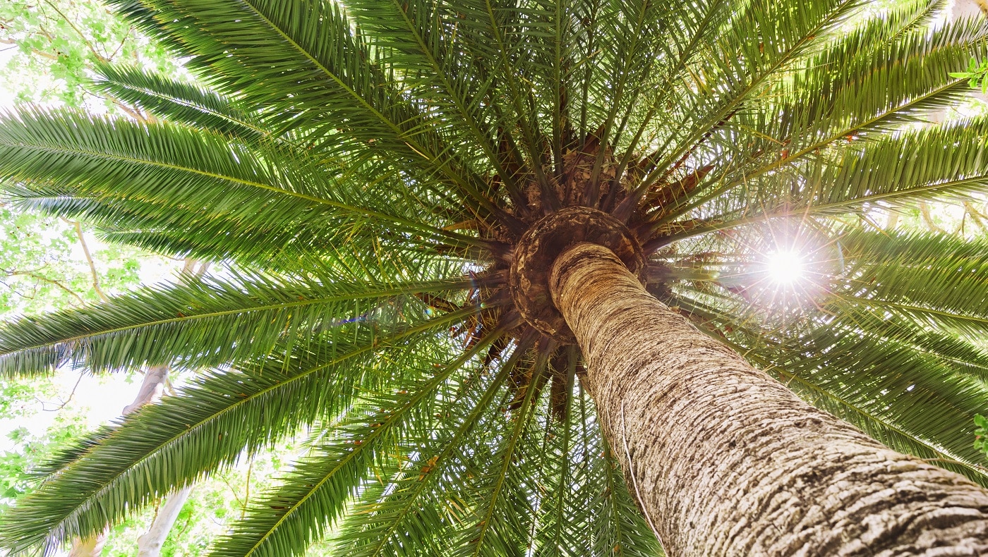 best fertilizer for palm trees