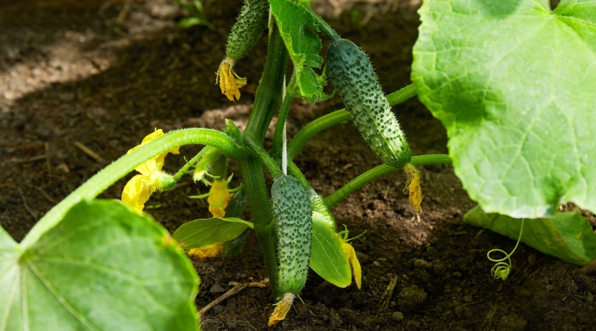fertilizer for cucumbers